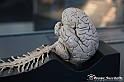 VBS_2979 - Sistema nervoso centrale - Mostra Body Worlds